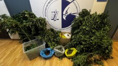 Συνελήφθη μέλος συμμορίας που καλλιεργούσε κάνναβη στα Καλύβια
