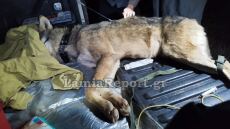 Απεγκλώβισαν λύκο που είχε πέσει σε πηγάδι 13 μέτρων στη Φθιώτιδα - Δείτε βίντεο