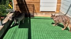 Δύο συλλήψεις για λαθρεμπόριο αιλουροειδών στην Ισπανία - Εξέτρεφαν και πωλούσαν ζώα για δεκάδες χιλιάδες ευρώ