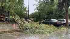 Προβλήματα από ισχυρό μπουρίνι στη Λαμία: Πτώσεις δέντρων και διακοπές ρεύματος