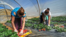 Καταγγελία για άθλιες συνθήκες διαβίωσης αλλοδαπών εργατών στη Μανωλάδα - «Είναι τριτοκοσμικές» λέει το ΚΚΕ