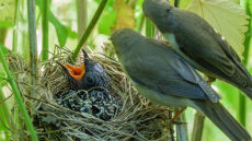 Τα μυστικά ενός κούκου: Πώς καταφέρνει να ξεγελάει άλλα πουλιά για να μεγαλώνουν τα μικρά του