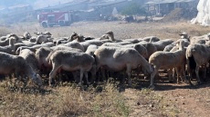 Θετικό κρούσμα ευλογιάς αιγοπροβάτων στο Αργοστόλι - Προανάκριση για παράβαση στη διαδικασία ταφής 14 νεκρών ζώων
