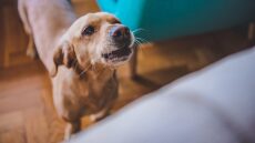 Γιατί ο σκύλος μας γαβγίζει όταν έρχονται καλεσμένοι στο σπίτι – Τι μπορούμε να κάνουμε