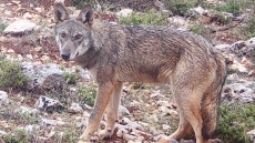 Επίθεση Λύκου στο Τατόι: «Με ακολούθησε, με δάγκωσε και με έγδαρε στη μέση»