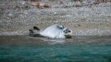 Η μεγάλη μέρα έφτασε, η μικρή φώκια με το όνομα Καλυψώ επέστρεψε, υγιής και δυνατή, στην ανοιχτή θάλασσα