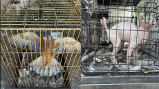 Κρατούσαν σε κλουβιά 27 σκυλιά, μια γάτα και ένα γεράκι - Δύο συλλήψεις για παράνομο εμπόριο ζώων συντροφιάς στην Αγία Παρασκευή