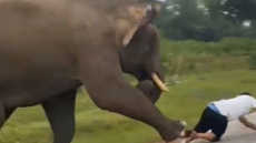 Τουρίστας πήγε να βγάλει selfie με ελέφαντα στην Ινδία και το μεγάλο ζώο τον ποδοπάτησε - Δείτε βίντεο
