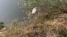 Πέταξαν πρόβατα νεκρά στον Πηνειό