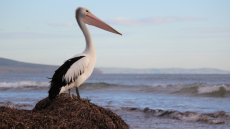 Βρήκαν τι προκάλεσε τον αφανισμό 2300 αργυροεπελεκάνων από τη γρίπη των πτηνών το 2022 στις Πρέσπες