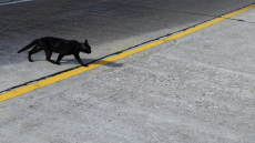 Παρασκευή και 13 σήμερα, γιατί θεωρείται γρουσούζικη ημέρα 