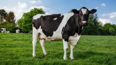 Γιατί οι αγελάδες είναι επικίνδυνες για να ξεκινήσει μία πανδημία Η5Ν1