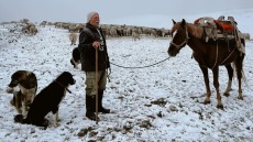 Τα πρώτα χιόνια στη Σαμαρίνα: Κτηνοτρόφοι παραμένουν στα θερινά βοσκοτόπια λόγω της ευλογιάς, δείτε βίντεο και φωτογραφίες
