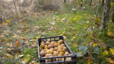 Νάουσα: «Σήκωσε» οκτώ τόνους ακτινίδια από χωράφι στη Νάουσα