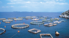 ΟΗΕ: Αύξηση - ρεκόρ για την ιχθυοκαλλιέργεια και υδατοκαλλιέργεια - Ξεπερνούν τη συμβατική αλιεία