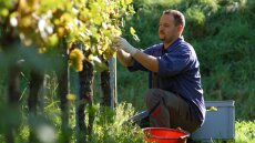 Την κατάργηση του ειδικού φόρου κατανάλωσης ζητούν οι οινοπαραγωγοί