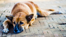 Δράση στήριξης για  τα καταφύγια και τα σωματεία αδέσποτων ζώων σε όλη τη Ελλάδα