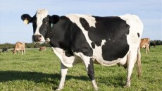 Σοβαρός τραυματισμός κτηνοτρόφου από την... αγελάδα του! 