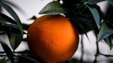 Λιβανός: Αποζημίωση για τους παραγωγούς πορτοκαλιών που επλήγησαν από τον παγετό
