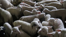 Πέταξαν πρόβατα νεκρά από ευλογιά σε χείμαρρο του Αλμυρού - Δείτε φωτογραφίες