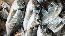 Αμφιλοχία: «Σήκωσαν» μισό τόνο τσιπούρες από ιχθυοκαλλιέργειες!