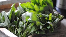 Τα χόρτα του καλοκαιριού και πώς να τα απολαύσετε