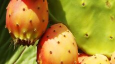 Τρώτε φραγκόσυκα! Δεν φαντάζεστε πόσο ωφέλιμα είναι