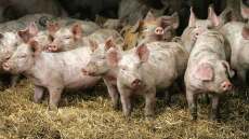 Γερμανία: Εντοπίστηκε σε εκτροφείο εστία της αφρικανικής πανώλης των χοίρων