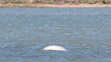 Βίντεο: Σπάνια λευκή φάλαινα «έκοβε»  βόλτες στον Τάμεση!