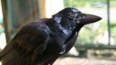 Η δικαίωση του Αισώπου: Κοράκια άφησαν... άφωνους ερευνητές με την εξυπνάδα τους, φτιάχνοντας σύνθετα εργαλεία!