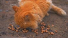 Δέσμευσαν 23,5 τόνους ζωοτροφές στο τελωνείο Πειραιά