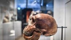 Ανακαλύφθηκε σε παιδικά δόντια Νεάντερταλ 250.000 ετών έκθεση σε μόλυβδο