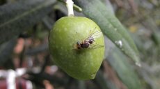 Μεγάλο πρόβλημα με το δάκο στην Αργολίδα: Χάνεται η φετινή παραγωγή για εκατοντάδες αγρότες 