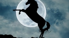 Ο μύθος του μονόκερου «γεννήθηκε» από ένα πραγματικό πλάσμα με το οποίο συνυπήρξαν οι πρόγονοί μας!