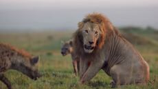 Απίστευτο βίντεο: Λιοντάρι παλεύει με πάνω από 20 ύαινες