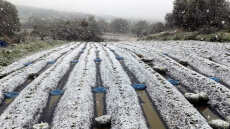 Κατατίθενται σήμερα στους λογαριασμούς των δικαιούχων από τον ΕΛΓΑ, 17 εκ. ευρώ για τις ζημίες του 2017