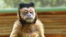Επιστήμονες έφτιαξαν μαϊμούδες που «παθαίνουν» άγχος, κατάθλιψη, αϋπνία και σχιζοφρένεια