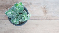 Δίκταμος: Το ελληνικό υπερτρόφιμο