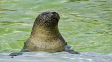 Βρήκαν «στικάκι» στα παγωμένα κόπρανα φώκιας... και λειτουργούσε κανονικά! 