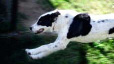 Ελληνικός ποιμενικός: Μια ισχυρή προσωπικότητα