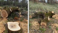 Αιτωλοακαρνανία: Λαθροϋλοτόμοι έκοψαν αιωνόβιες δρύες από το δάσος του Ξηρομέρου