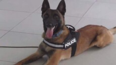 Ο «Κάλιμαν» της ΕΛ.ΑΣ. ξετρύπωσε μισό κιλό χασίς στα Λεχαινά