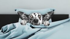 Σκύλοι: Έχουν και αυτοί φοβίες