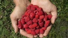 Σμέουρα: Κόκκινη δύναμη κατά του διαβήτη