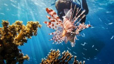 Τα ξένα είδη «εισβολείς» πίσω από την πρόσφατη εξαφάνιση πολλών ζώων και φυτών