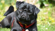 Γερμανία: Στα δικαστήρια η ιδιοκτήτρια της σκυλίτσας που πωλήθηκε από δημοτική αρχή στο ebay