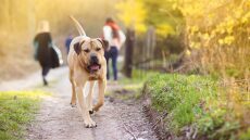 Pets: Πόσο τα απειλούν οι κάμπιες