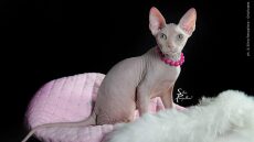 Η ξεχωριστή γάτα Donskoy Sphynx