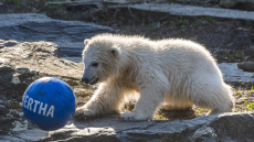 Φωτογραφίες: Χέρτα, η νεογέννητη πολική αρκουδίτσα του Βερολίνου