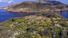 Βγάζουν στο «σφυρί» και βραχονησίδες 